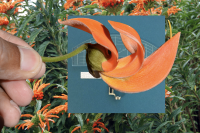 Image: Grace Wood, [Lion's tail (study for Rose Pavilion)], 2020
digital collage. Images sourced from the State Botanical Collection, Royal Botanical Gardens Victoria and the artist’s personal archive, dimensions variable. Courtesy the artist
