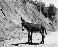Taiyo Onorato & Nico Krebs
One Ear Donkey, 2013
Silver Gelatine Print
Courtesy the artists and Sies Hoeke Gallery