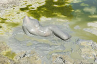 Honey Long and Prue Stent, [Banana Slug], 2018, archival pigment print, 72 x 108 cm. Courtesy of the Artist and ARC ONE Gallery, Melbourne.