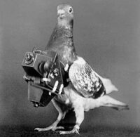 Image: [Pigeon], Marta Bogdanska. Courtesy Julius Neubronner and Stadtarchiv Kronberg.