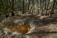 Image: Julie Millowick, [Abandoned Mine Shaft, Mullock Heap, Post Goldrush Uniform Regrowth Trees. Fryers Diggings Landscape], 2010.